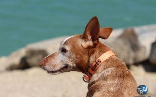 20160924-Ganguise061