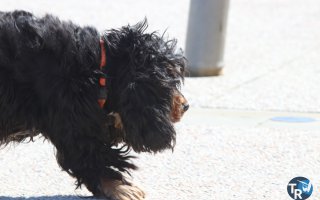 20180318-Franqui072